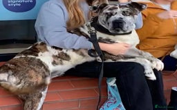 Mastiff dogs for sale: Mastiff pups  - Image 25