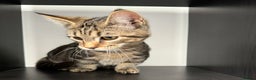 Munchkin cats for sale: Rehoming Munchkin Male Cat - Advert 3