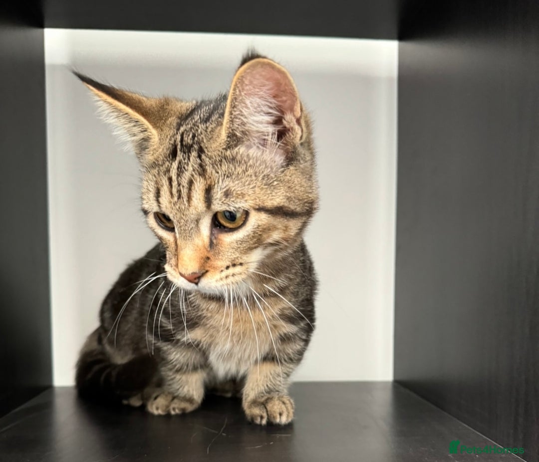 Munchkin cats for sale: Rehoming Munchkin Male Cat - Advert 3