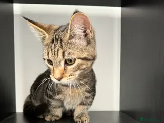 Munchkin cats Rehoming Munchkin Male Cat - Advert 1