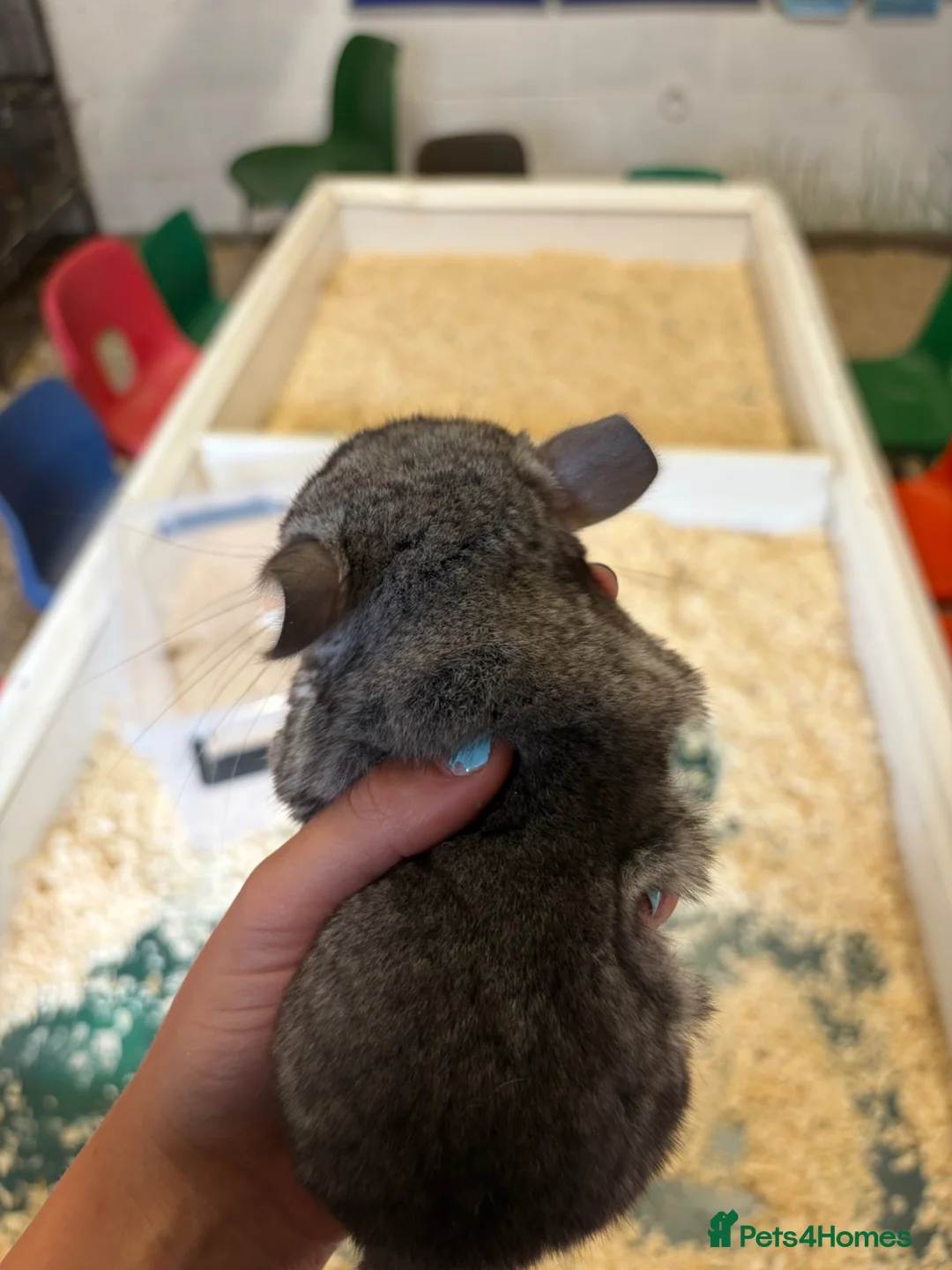 Chinchilla rodents for sale: Beautiful Baby Chinchilla - Advert 4
