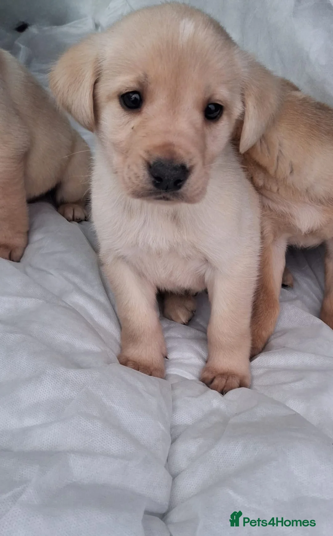 Labrador Retriever dogs for sale: Labrador puppies - Advert 3