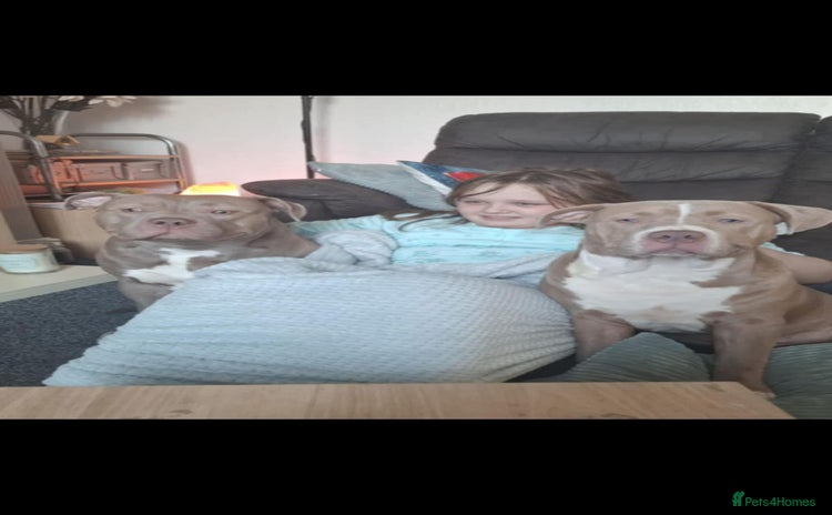 American Bully dogs - Advert 8