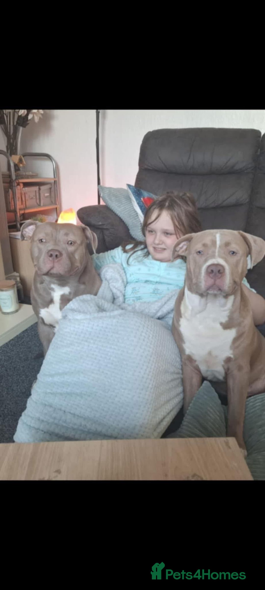 American Bully dogs for sale: Stunning bully pups  - Image 9