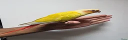 Conures birds for sale: Handreared and tame baby conure parrots - Advert 3