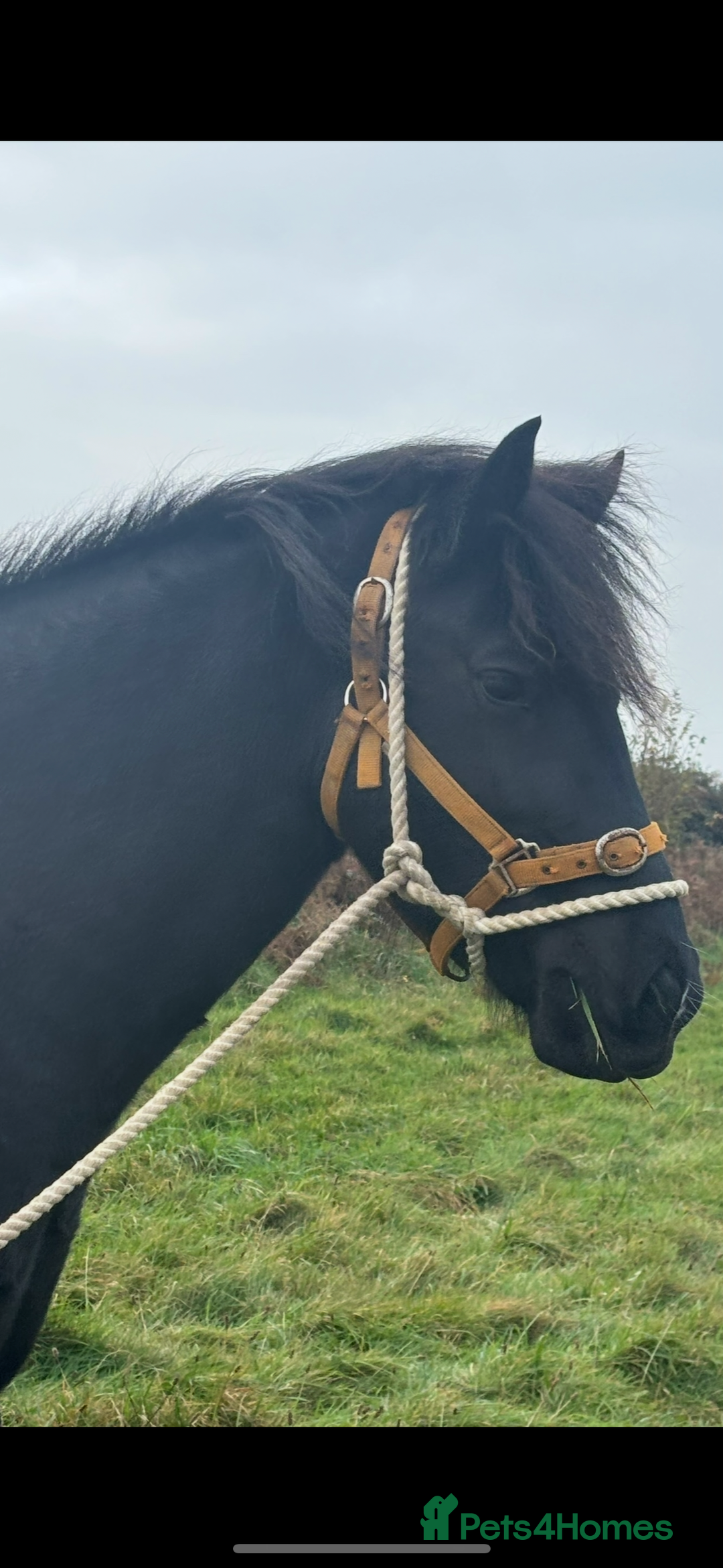 Welsh Section D horses for sale: Section D beautiful Black Mare Magic - Image 23