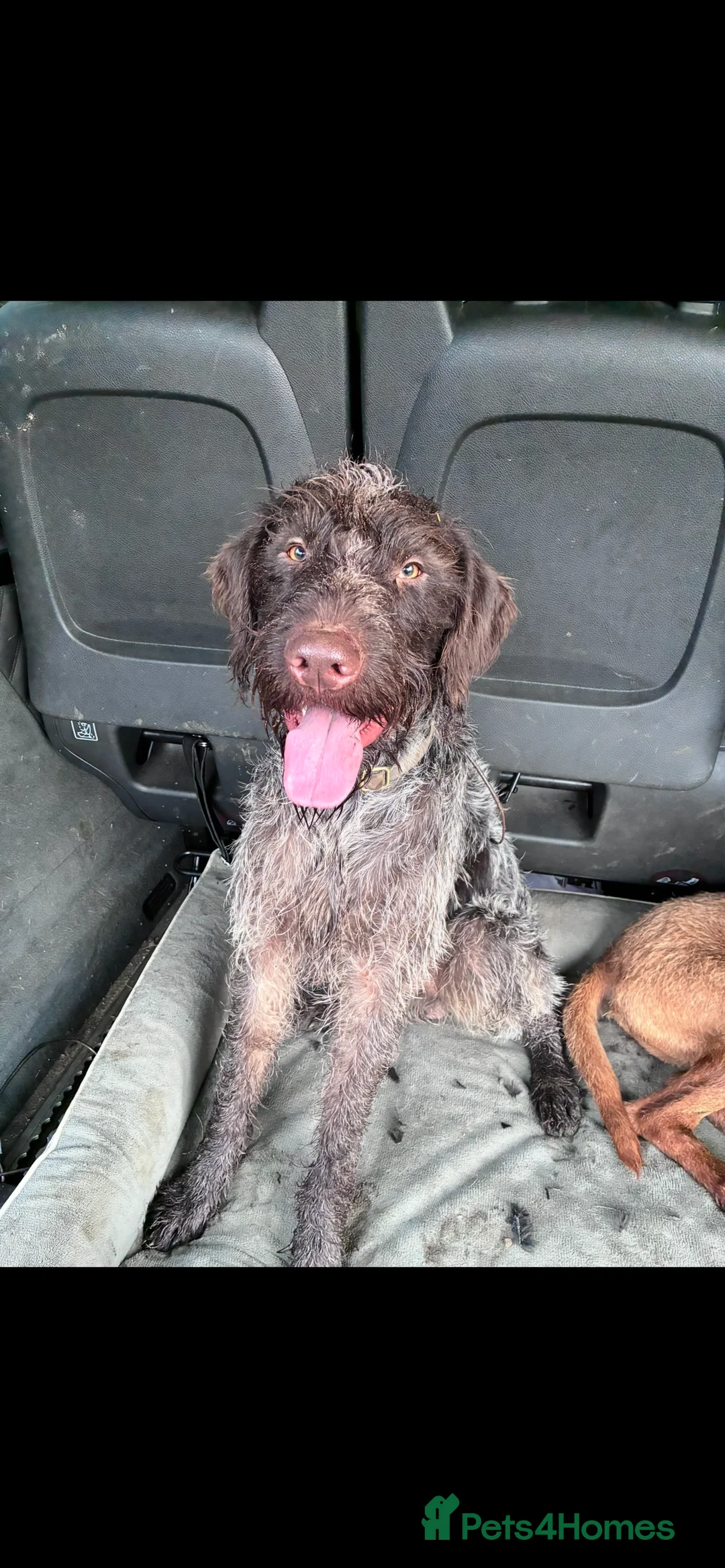 German Wirehaired Pointer dogs for sale: Rudy. 18 month old German wirehaired pointer  - Advert 2