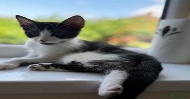 Mixed Breed cats - Advert 9
