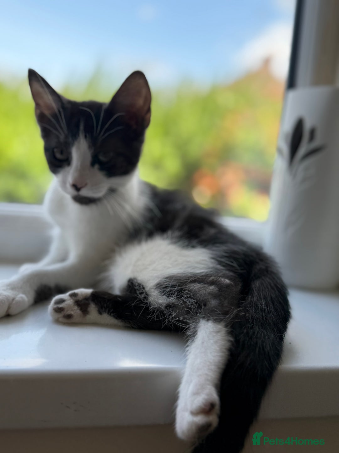 Mixed Breed cats for sale: Beautiful mixed litter  10 pound - Image 2
