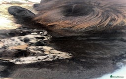 Chow Chow dogs for sale: Chow chow puppies for sale  - Image 10