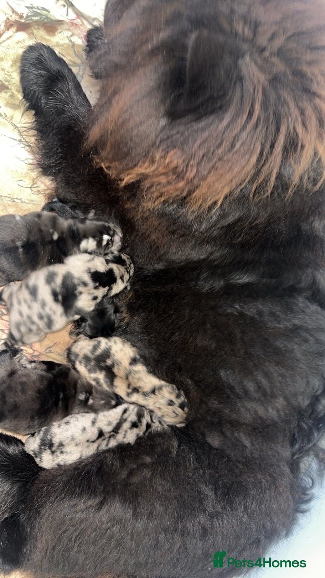 Chow Chow dogs for sale: Chow chow puppies for sale  - Image 10