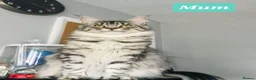 Maine Coon cats for sale: 💙 Pedigree Maine Coon Rare Shaded Affectionate  - Advert 9