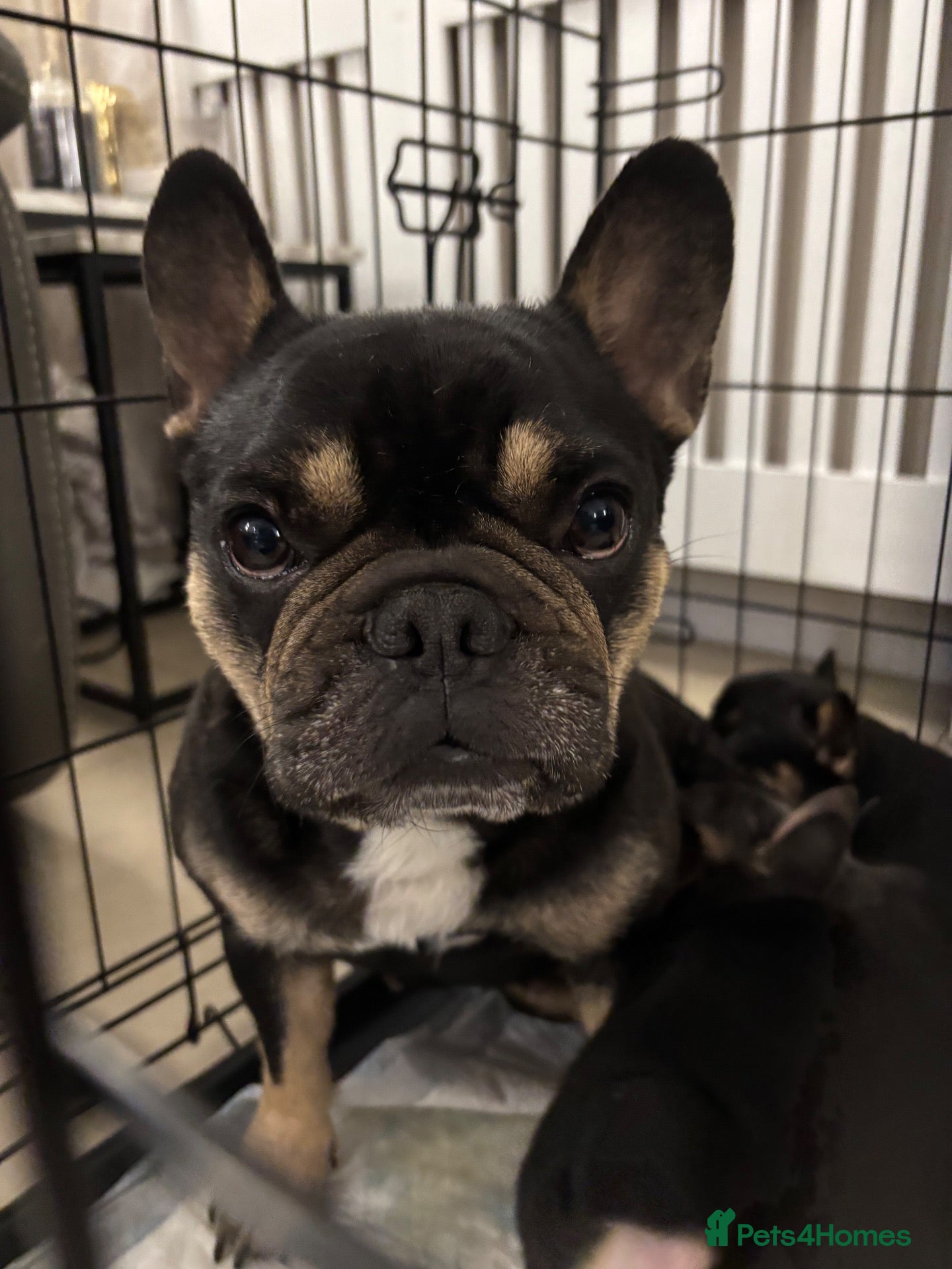 French Bulldog dogs for sale: Beautiful frenchie pups ready now  - Advert 4