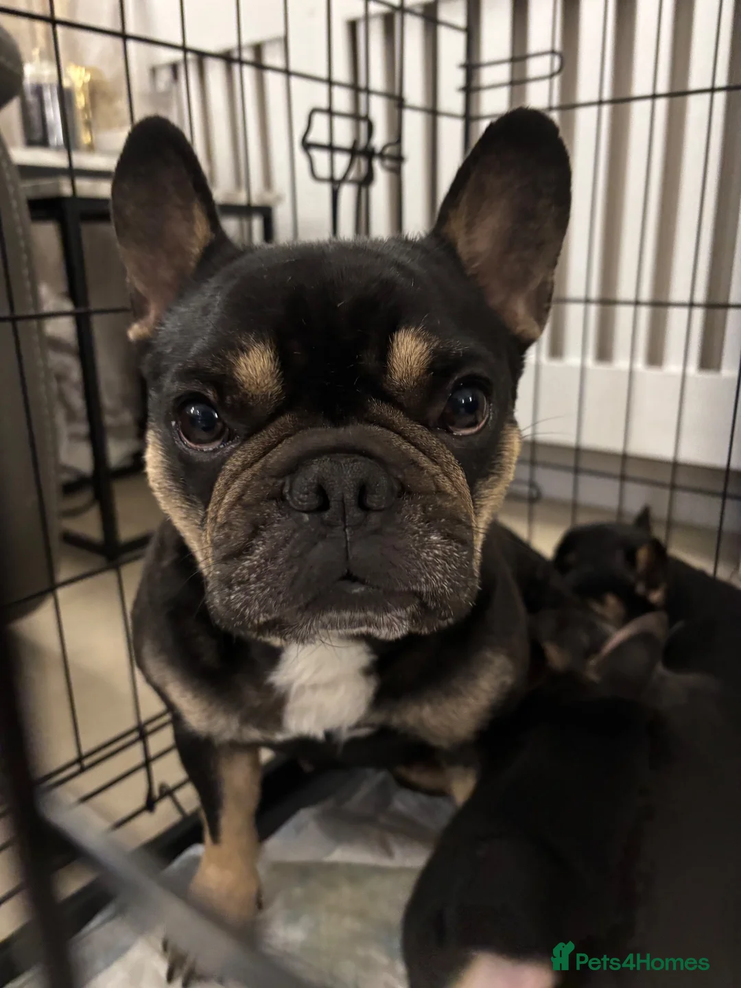 French Bulldog dogs for sale: Beautiful frenchie pups ready now  - Advert 1