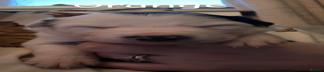 Border Collie Puppy 7