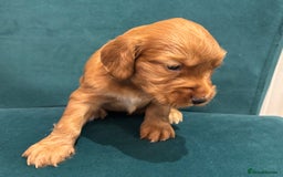 Cocker Spaniel dogs for sale: Working cocker spaniels - Image 4