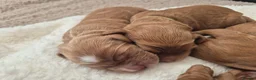 Cockapoo dogs for sale: Beautiful F1 cockapoos - 4 reserved! - Advert 27