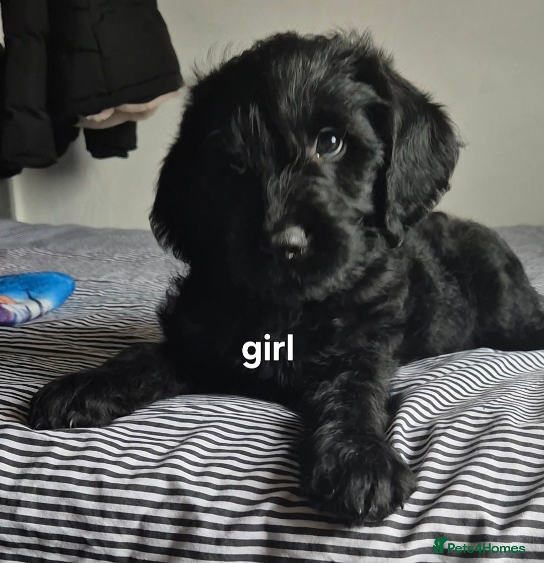 Labradoodle dogs labradoodle puppies ready for their new homes - Advert 4
