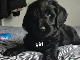 Labradoodle dogs labradoodle puppies ready for their new homes - Advert 3