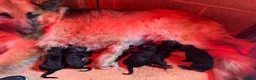 German Shepherd dogs for sale: Top Quality German Shephard Puppies - Advert 2