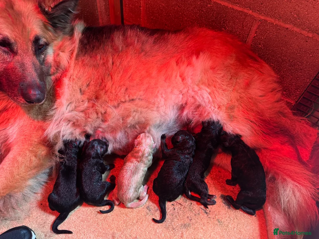 German Shepherd dogs for sale: Top Quality German Shephard Puppies - Advert 2