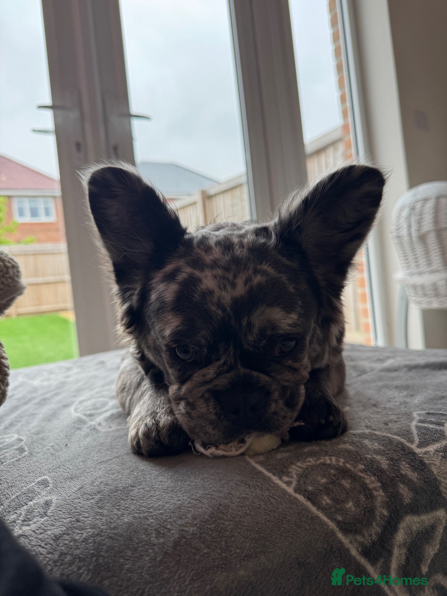 French Bulldog dogs French bulldog - Advert 17