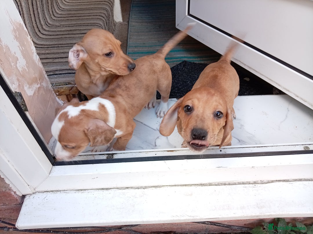 Dachshund dogs for sale: 3 beautiful dachshund puppies ready now - Image 4