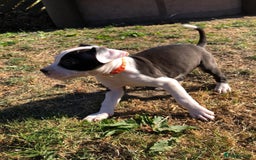 Mixed Breed dogs for sale: 3 BOYS LEFT - American Staffordshire bull terriers - Image 19