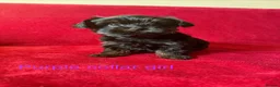 Yorkshire Terrier dogs for sale: Yorkshire/beiwer terrier puppies  - Advert 6