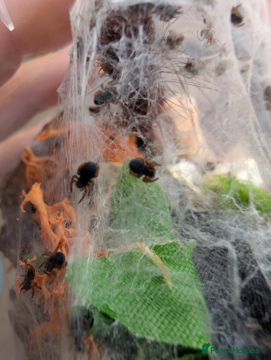 Spiders invertebrates for sale: Velvet spider slings gandanameno sp  - Image 2