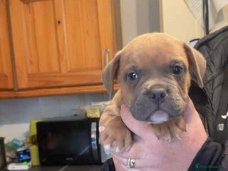 Mixed Breed dogs - Advert 3