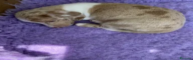 Miniature Dachshund 5