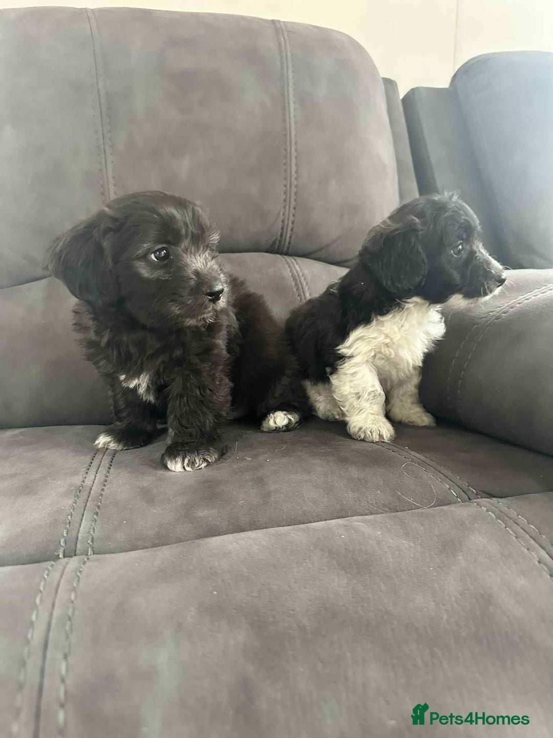 Jackapoo dogs for sale: Poodle x ready now  - Image 8