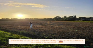 Mixed Breed dogs - Advert 6