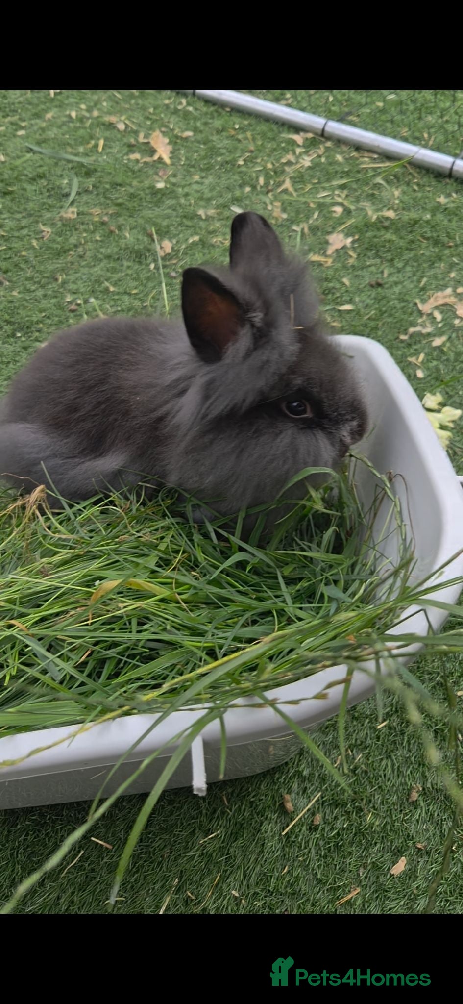 Mini Lion Lop rabbits Beautiful lion head male - Advert 18