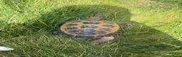 Tortoise reptiles for sale: 9 year old female Horsefield Tortoise  in Goole - Advert 2