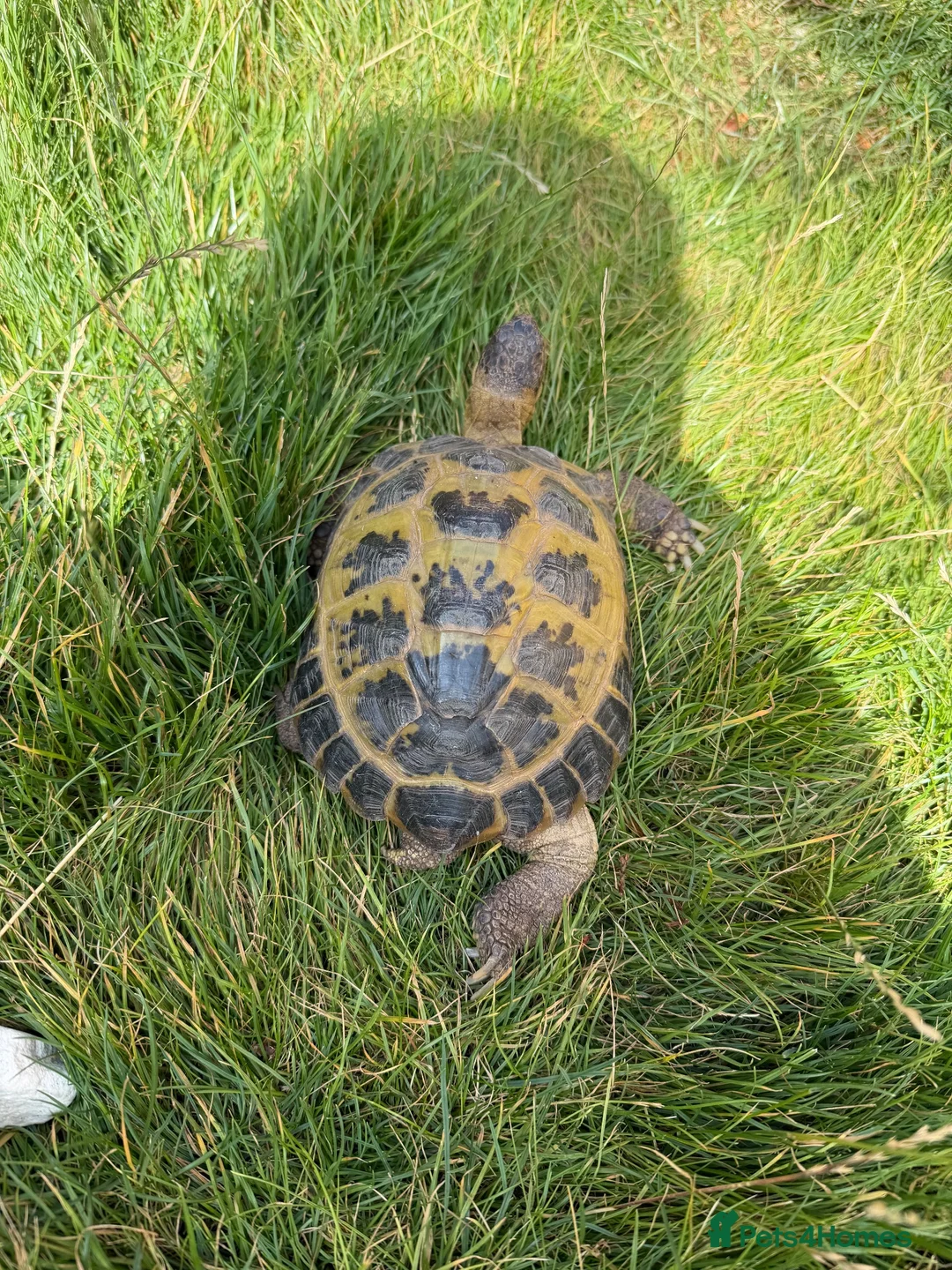 Tortoise reptiles for sale: 9 year old female Horsefield Tortoise  in Goole - Advert 2