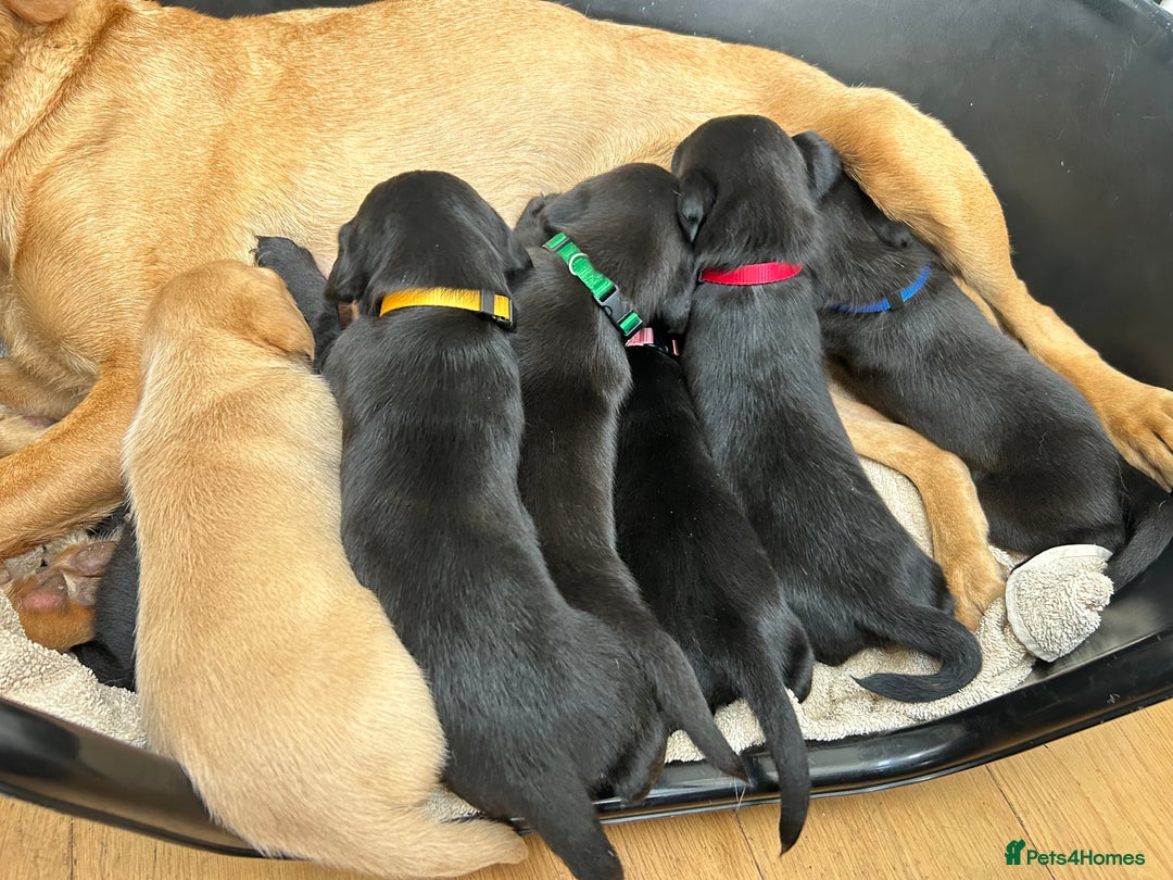 Labrador Retriever dogs for sale: Gorgeous family and working lab puppies - Image 2