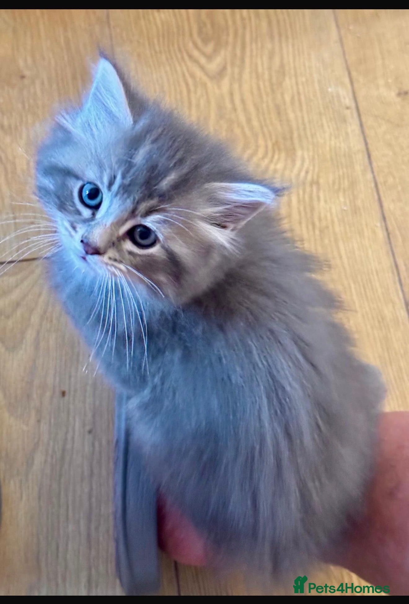 Maine Coon cats Gorgeous Chunky Maine coon kittens ready may 20th - Advert 6