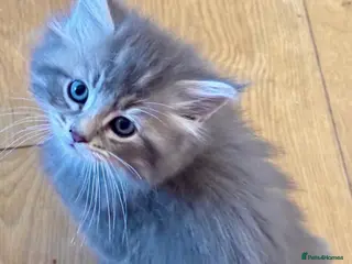 Maine Coon cats Gorgeous Chunky Maine coon kittens ready may 20th - Advert 6