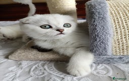 British Shorthair cats for sale: Scottish Fold and Straight kittens  - Image 9