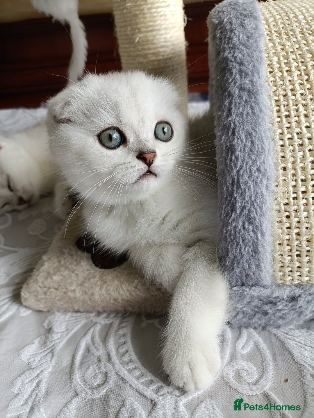 British Shorthair cats for sale: Scottish Fold and Straight kittens  - Image 9