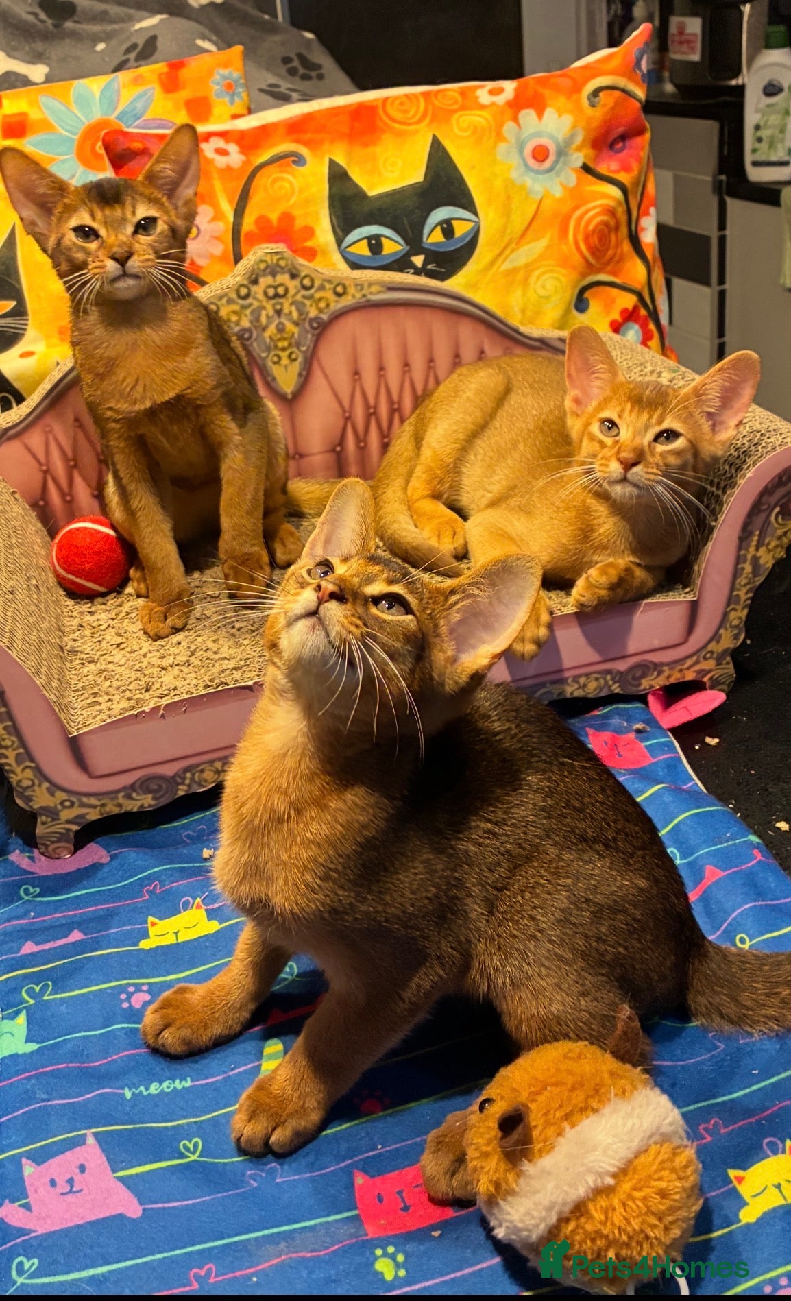 Abyssinian cats Abyssinian kittens looking for forever homes - Advert 2
