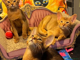 Abyssinian cats Abyssinian kittens looking for forever homes - Advert 2