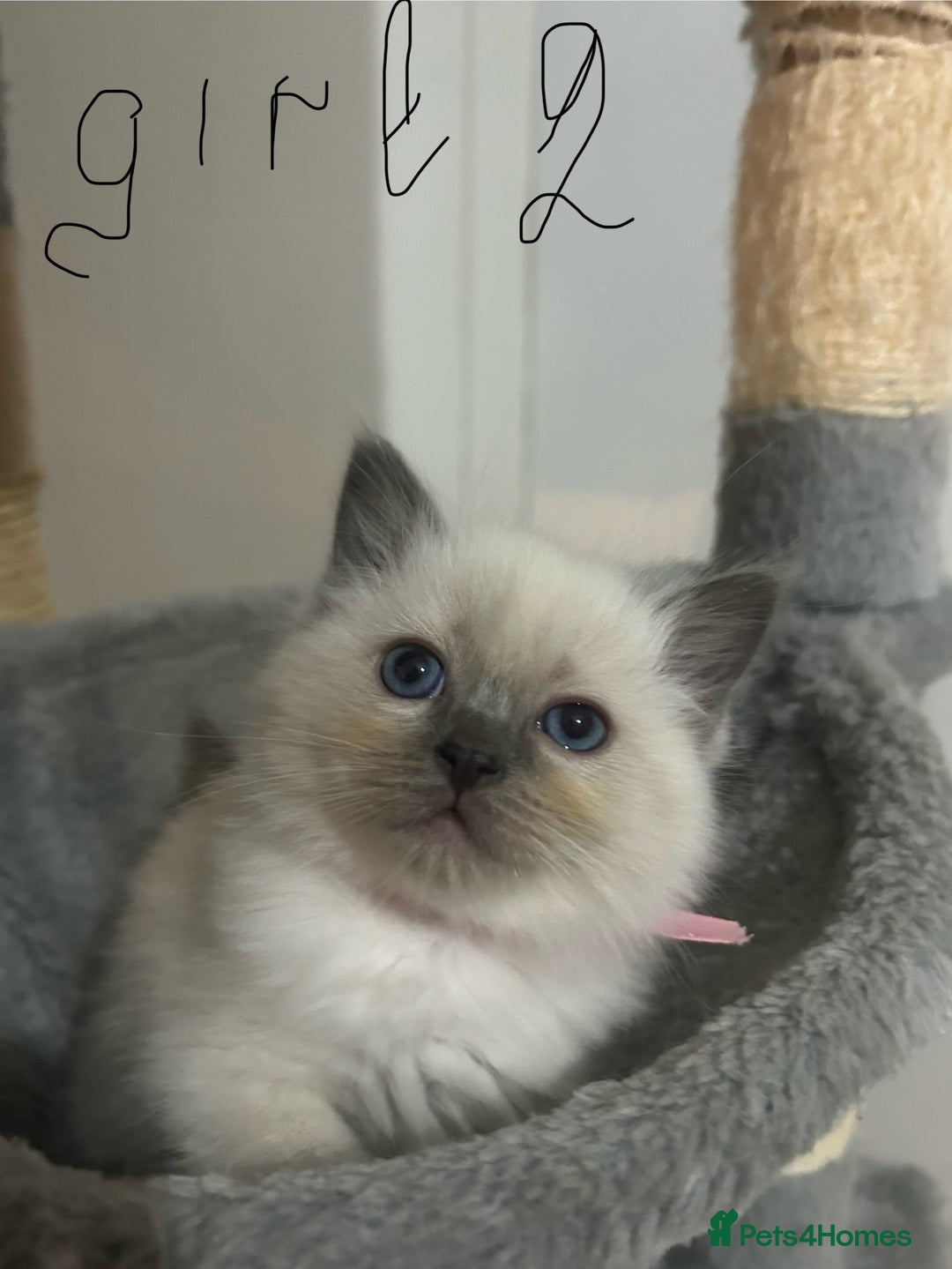 Ragdoll cats for sale: A real ragdoll - Advert 8