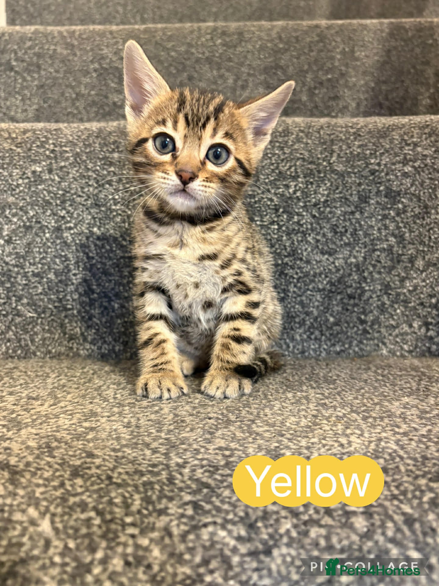 Bengal cats Amazing Bengal kittens  - Advert 2