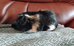 Guinea Pig rodents for sale: Herd of Guinea Pigs - Image 17
