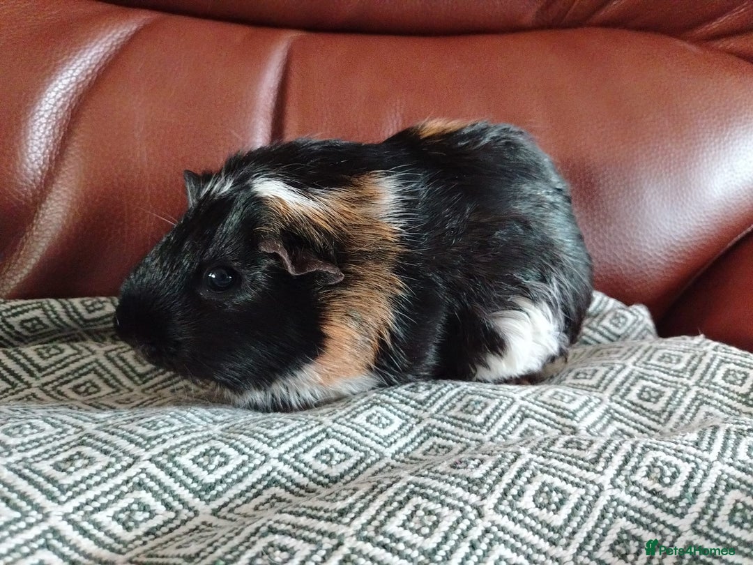 Guinea Pig rodents for sale: Herd of Guinea Pigs - Image 17