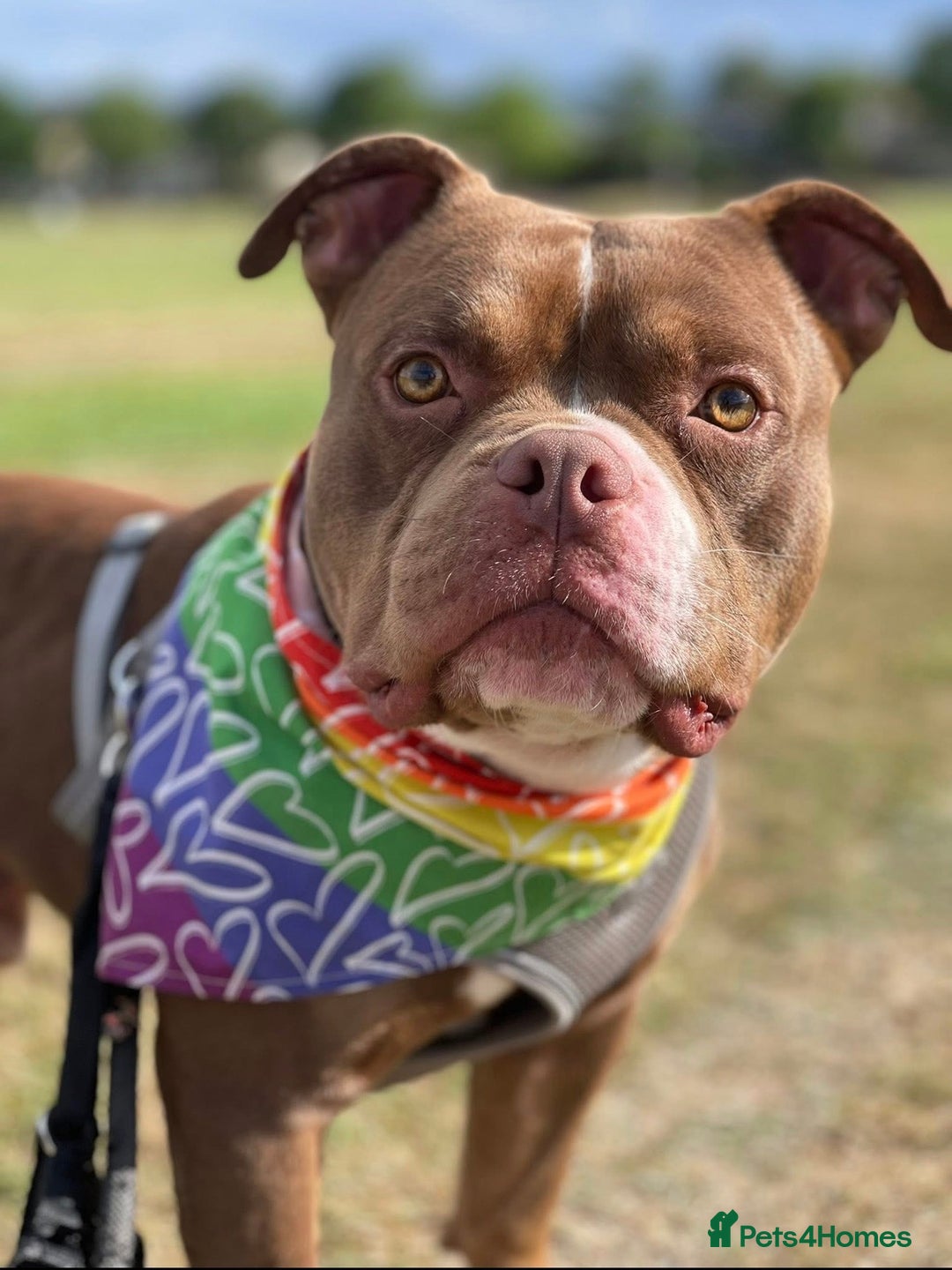 American Bulldog dogs for sale: Micro Bulldog - 2 years old - very loving - Advert 4