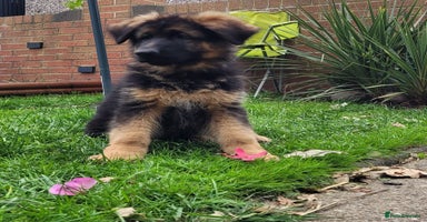 German Shepherd dogs - Advert 4